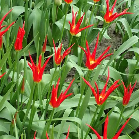 Tulipe "Go Go Red"