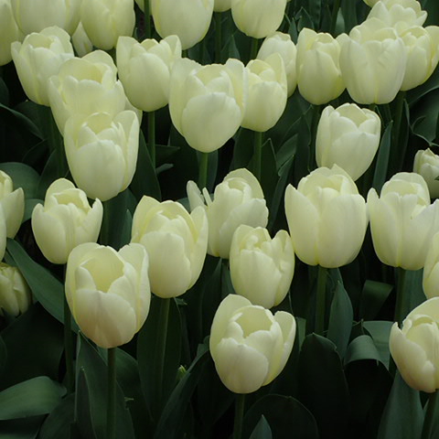 Tulipe "Limoncello"