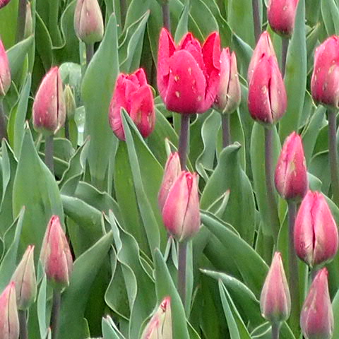Tulipe "Second Love"